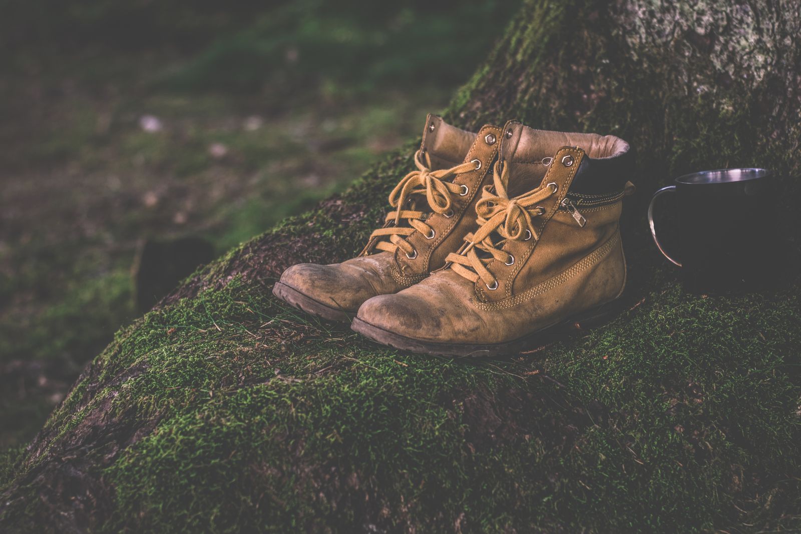 Trail boots resting on moss in the woods, the setting for our Northwind sample store.